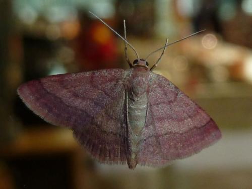 Réf. 213 177 : Scopula rubiginata